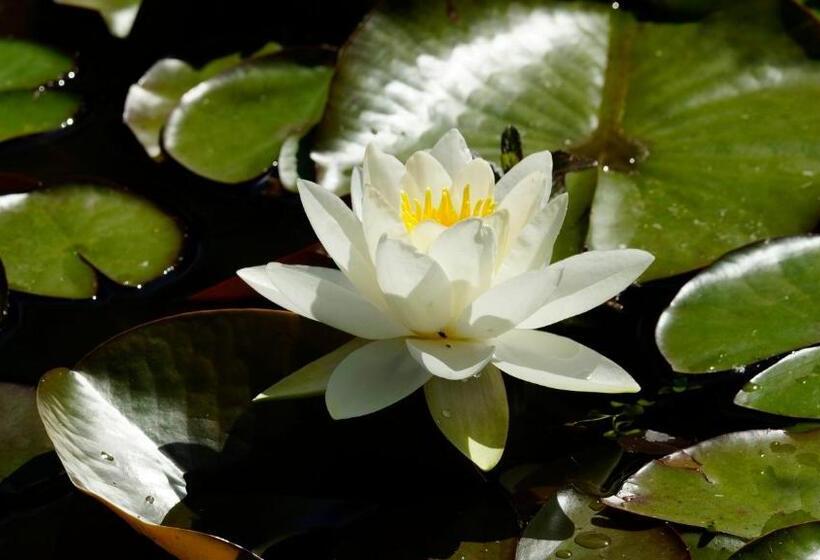 Pension Zum Froschkönig