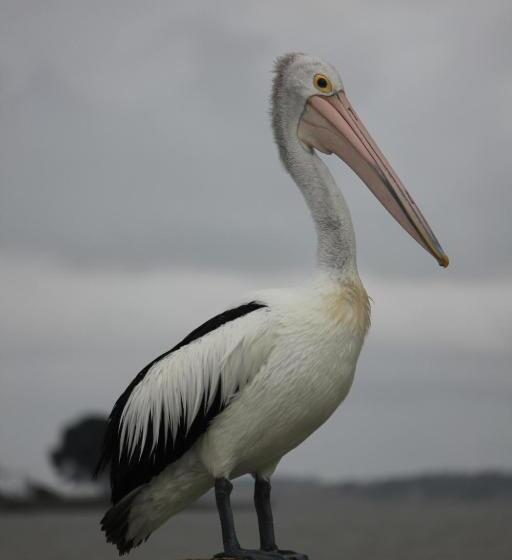 Boathouse  Birks River Retreat