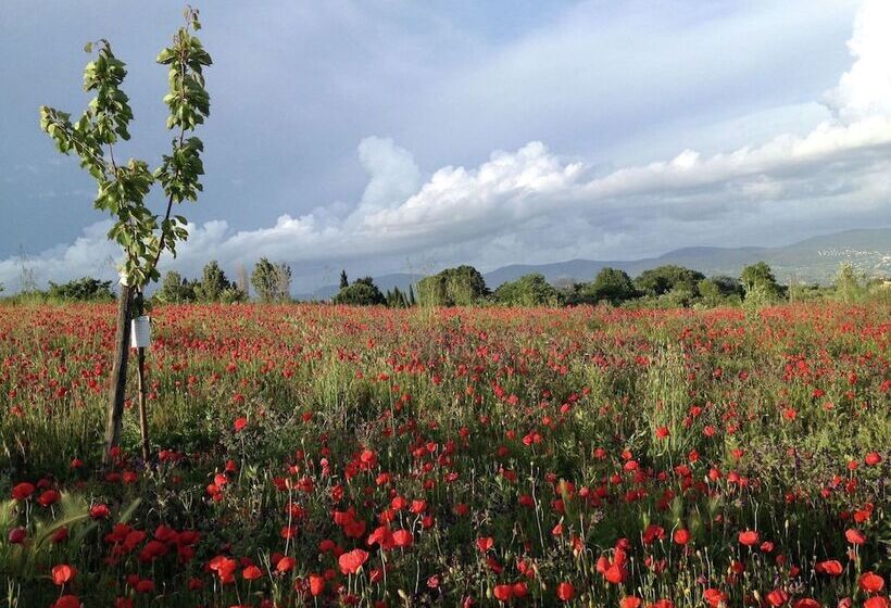 Cozy Cottage In Graffignano Italy With Swimming Pool