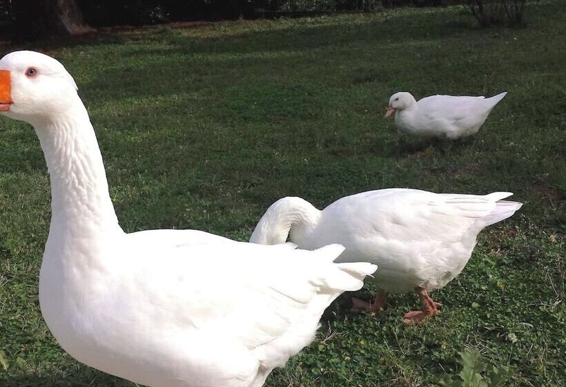 Cozy Cottage In Graffignano Italy With Swimming Pool