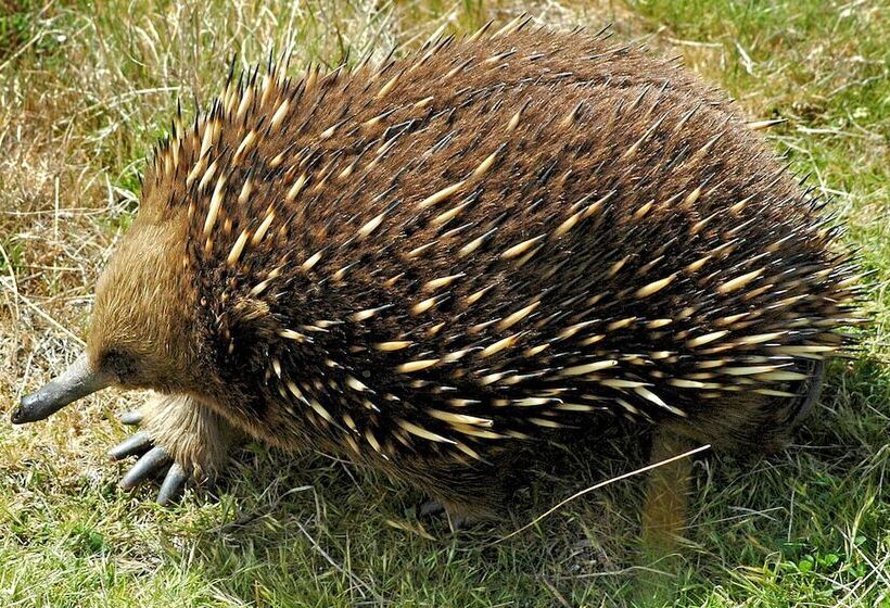בית מלון כפרי Blue Lake Lodge