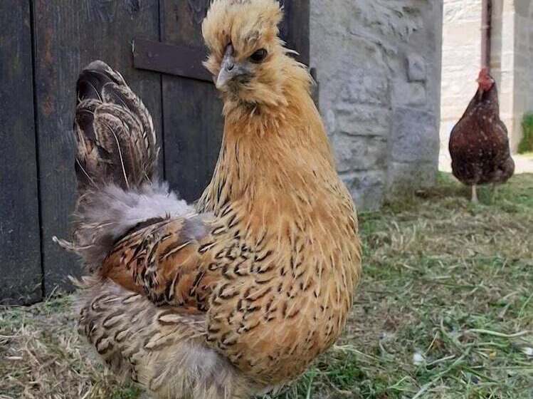 בית מלון כפרי Agriturismo Campo Rosso