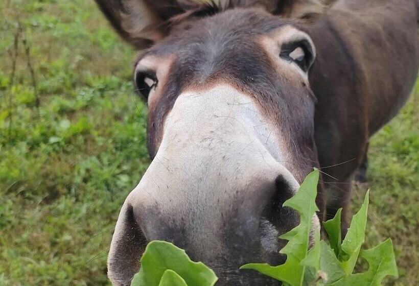 בית מלון כפרי Agriturismo Campo Rosso