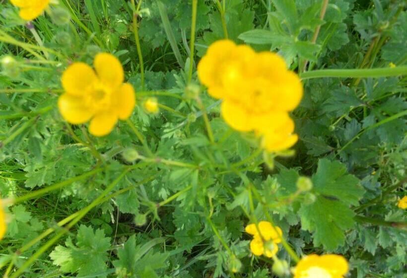 בית מלון כפרי Agriturismo Monti Sibillini Camperato