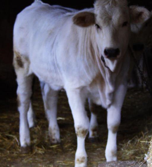 בית מלון כפרי Agriturismo Monti Sibillini Camperato