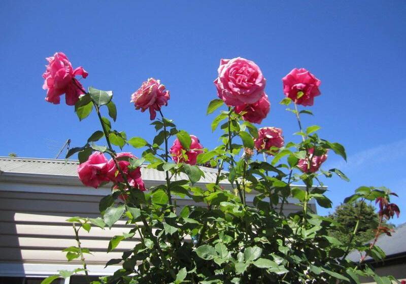 モーテル Arendon Cottage