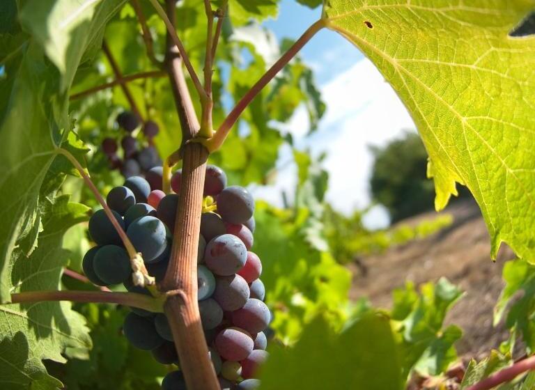 פנסיון Domaine De La Soucherie   Chambres D Hôtes