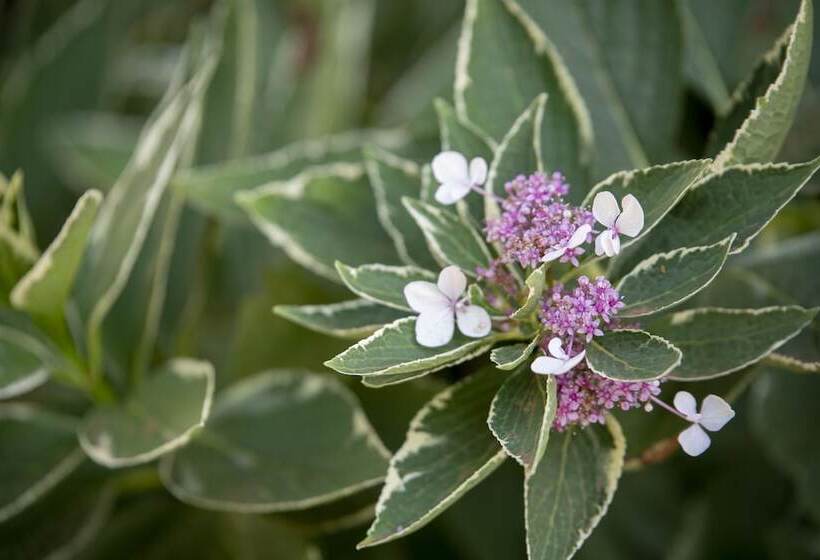 פנסיון The Nest At Gundaroo