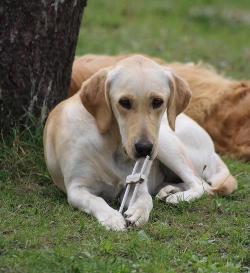 住宿加早餐  Une Roulotte Et Des Chevaux