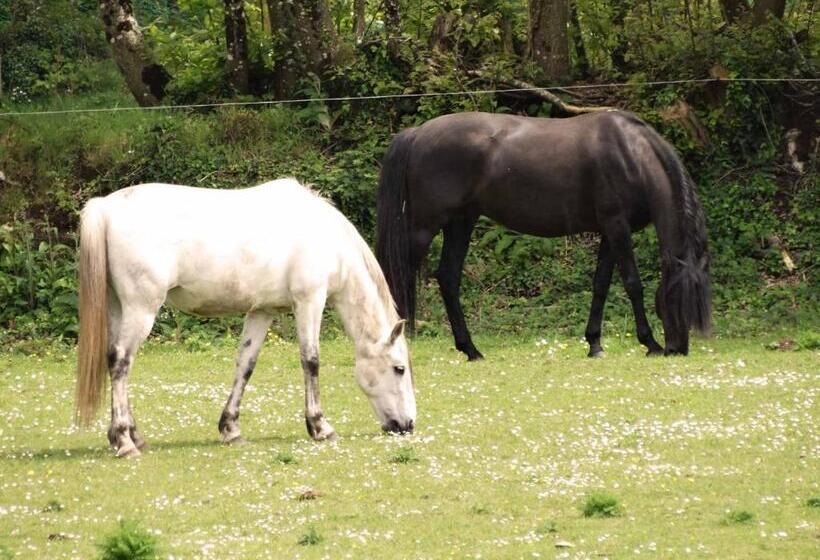 צימר Une Roulotte Et Des Chevaux