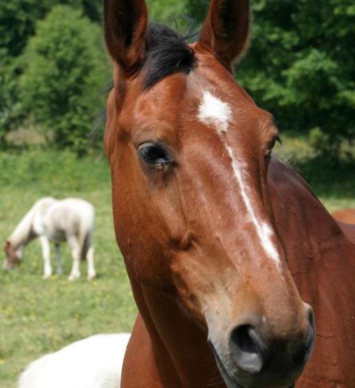 住宿加早餐  La Ferme Manoir Saint Barthélemy