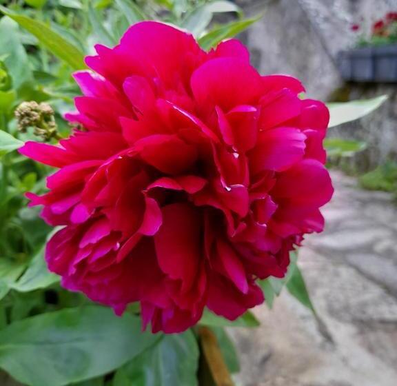 住宿加早餐  La Maison Du Prince De Condé