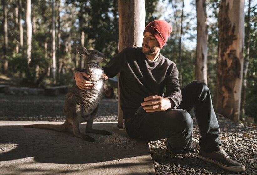 Carawirry Forest Escape