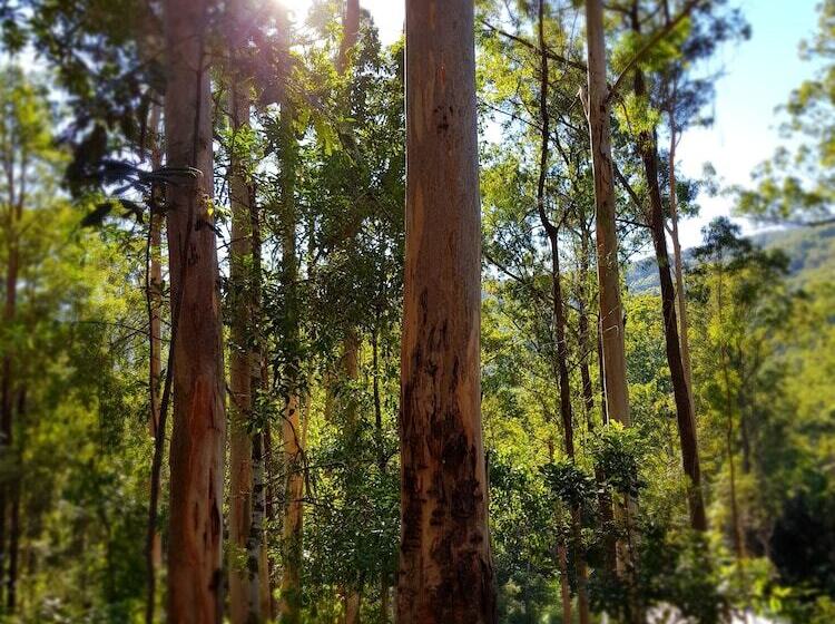 Carawirry Forest Escape