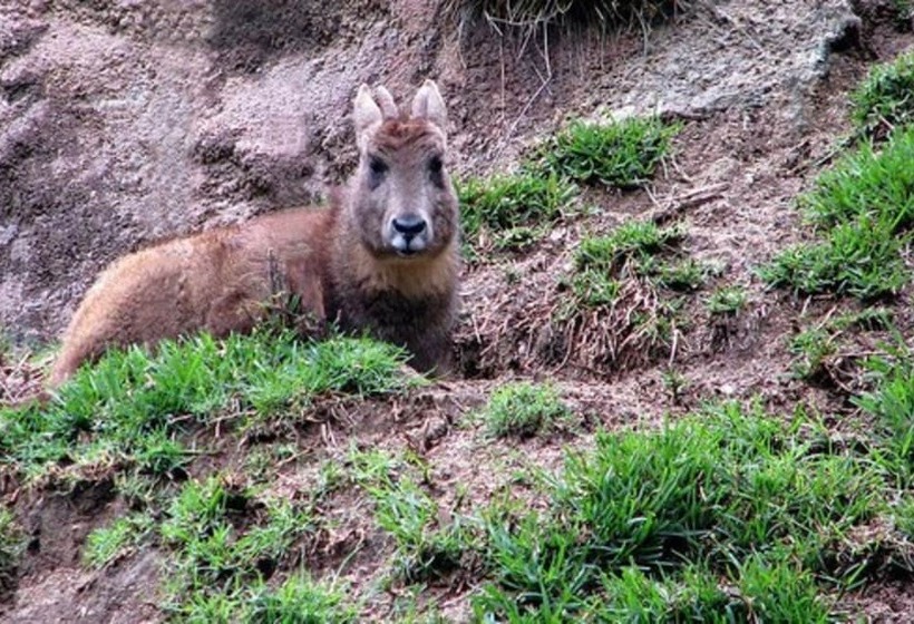 Отель Janardan Resort Pangot