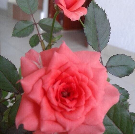 فندق Orquidea Resort