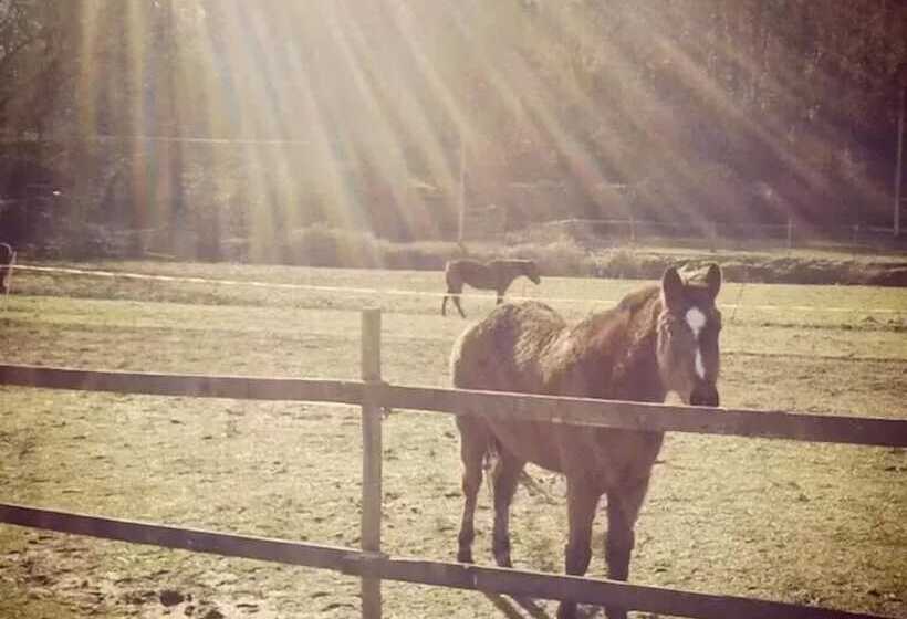 田舎風ホテル Agriturismo Campo Al Sole