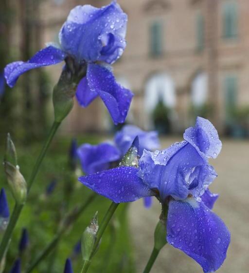 田舎風ホテル Marchesi Alfieri Cantine E Ospitalità