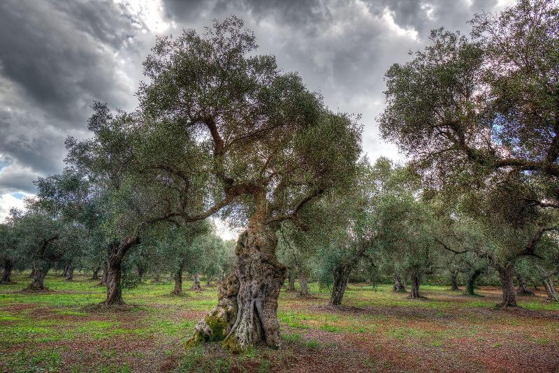 Masseria Piarmi