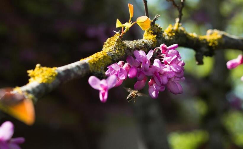 פנסיון Maison D’hôtes Absolut Oiseaux