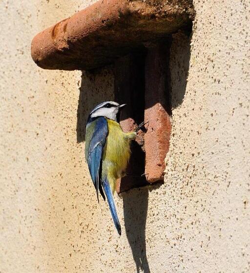 펜션 Maison D’hôtes Absolut Oiseaux