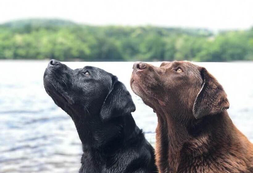 ペンション Chambre D Hotes Girolles Les Forges
