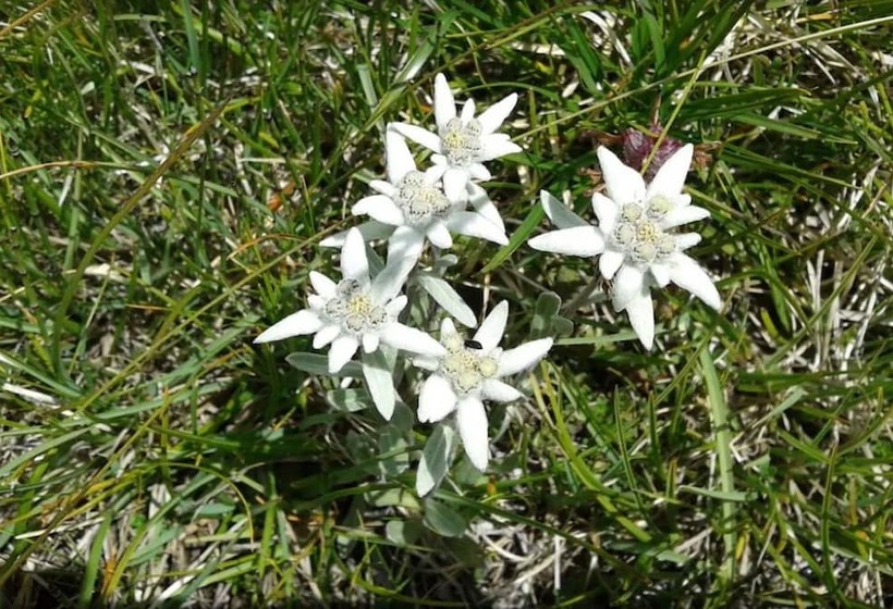 بنسيون La Ferme D Agathe