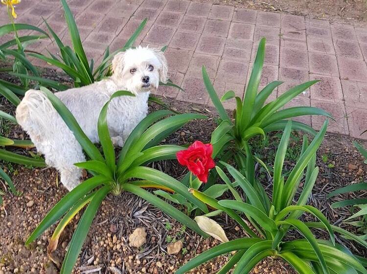 Redtail Ridge Cottages   Adults Only