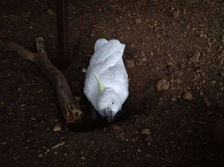 Redtail Ridge Cottages   Adults Only