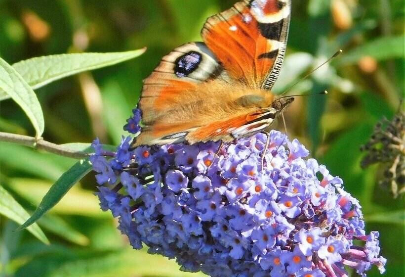 Attractive Cottage In Garden Grounds