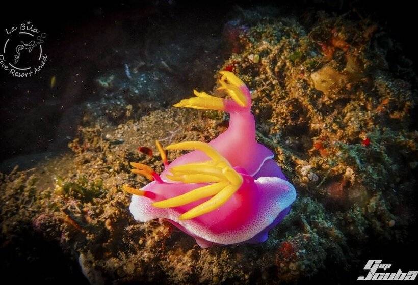 צימר Bali Dive Resort Amed