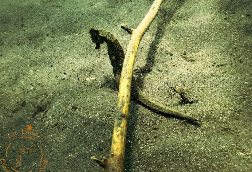 צימר Bali Dive Resort Amed