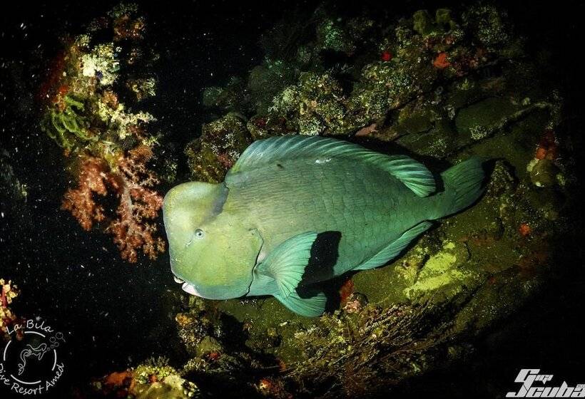 צימר Bali Dive Resort Amed