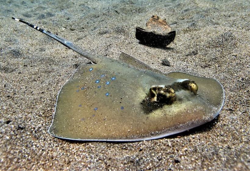 צימר Bali Dive Resort Amed