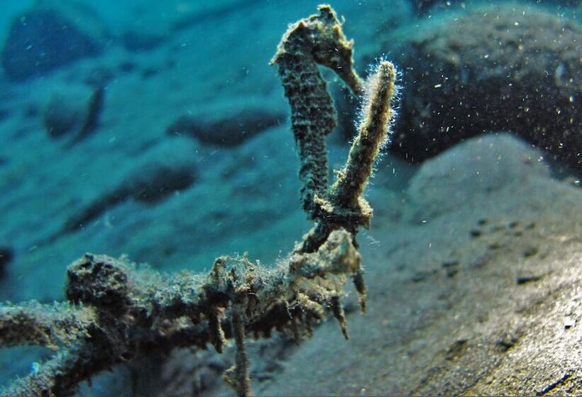 צימר Bali Dive Resort Amed