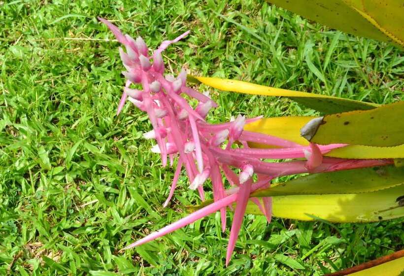 אתר נופש Village Do Dendê Chalés