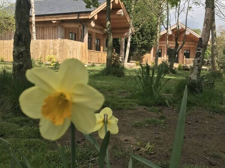 Braisty Woods   Knotty & Nice