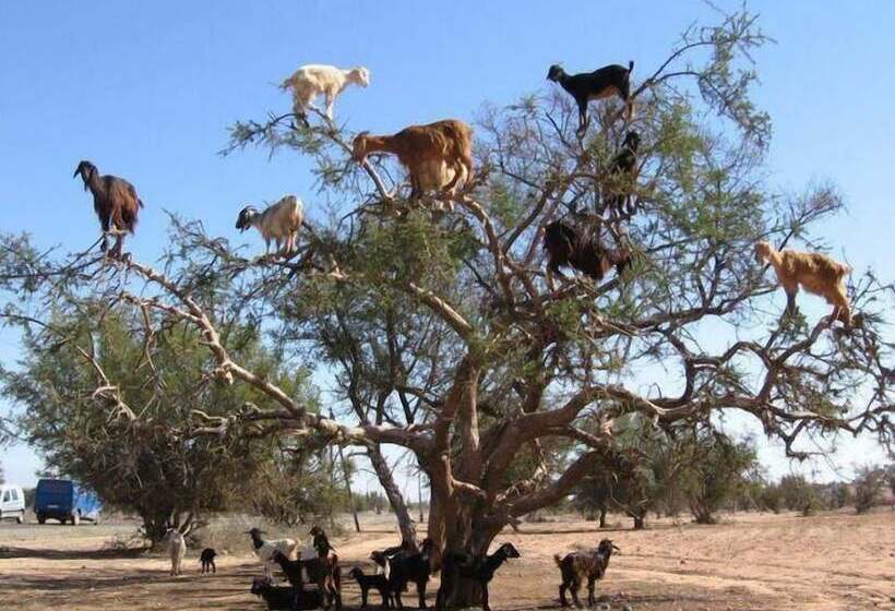 پانسیون Surf House Morocco