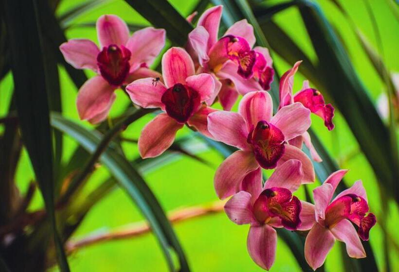 ホテル Villa Cristina   Casa Boutique