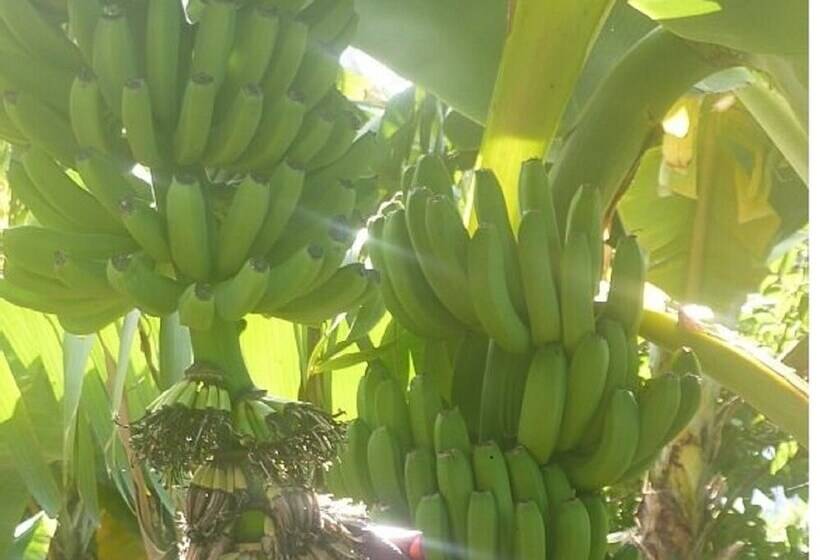 Old Post Office House   Etc Madeira