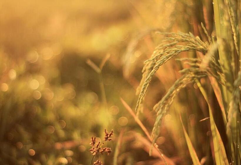 בית מלון כפרי Alam Kawi Ubud Resort & Spa