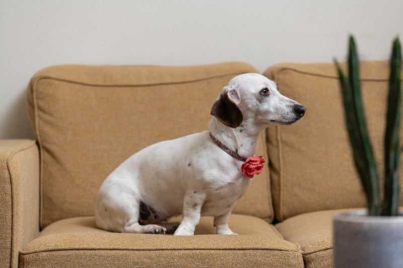 בית מלון כפרי Ibis Bridgwater, M5 Jct23