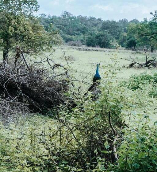 בית מלון כפרי Lakegala Resort