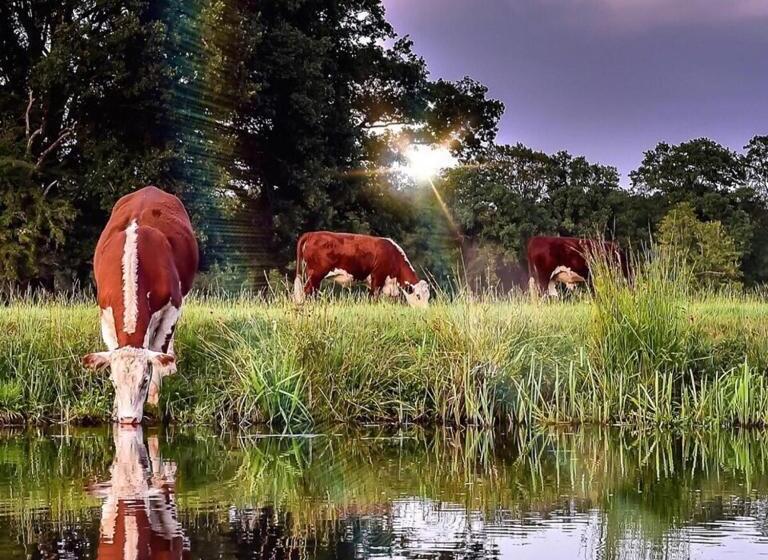 リゾートホテル Tree House