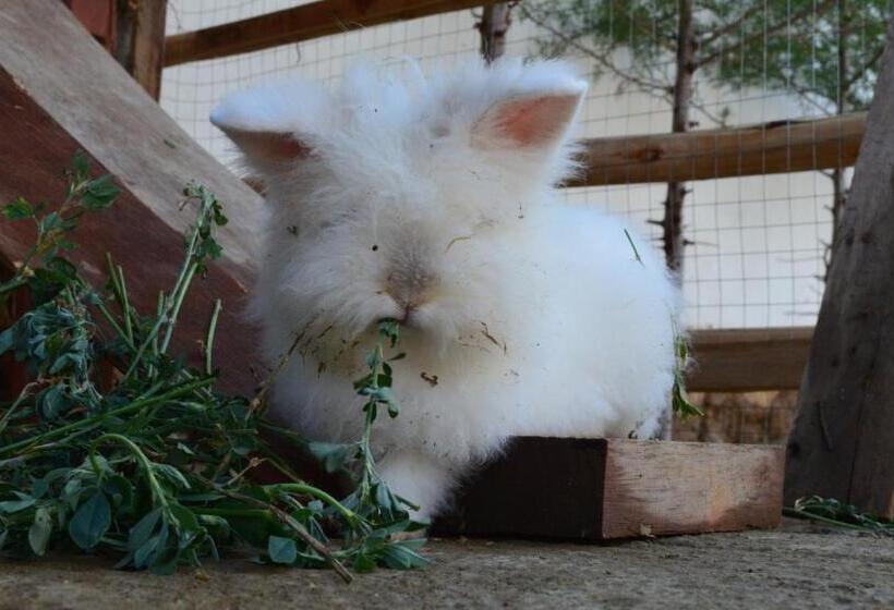 هاستل Runaway Eco