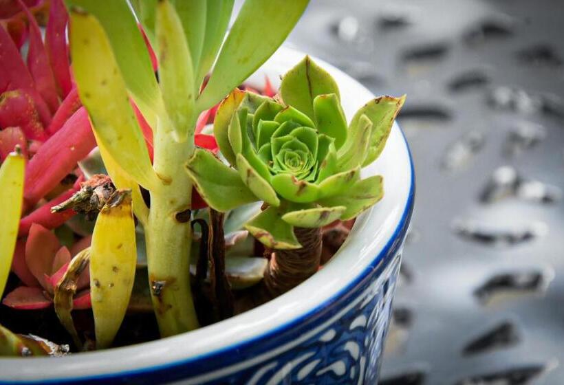 צימר Beautiful Betty Guesthouse