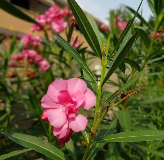 민박 Il Nido Della Dani