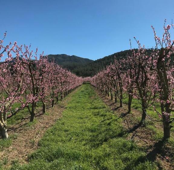 هتل Rural Mas De L Illa