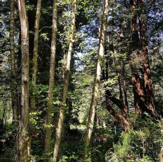 ホテル Emerald Forest Cabins