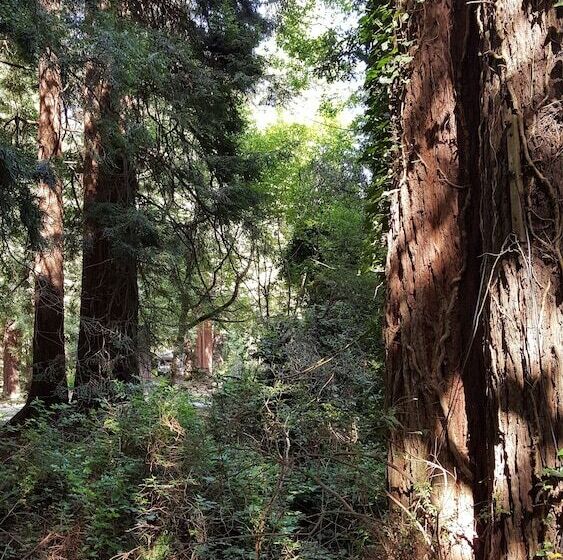 ホテル Emerald Forest Cabins